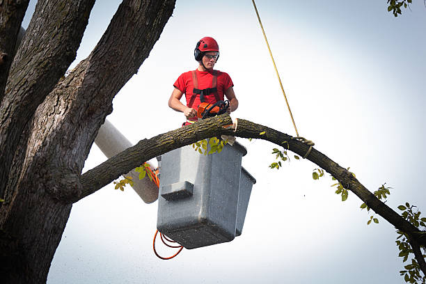 Best Tree Trimming and Pruning  in Navesink, NJ